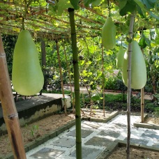 葫蘆瓜 - bottle gourds or calabash. It is edible as a young plant, but the mature fruit is more often used as - you've guessed it - a bottle.